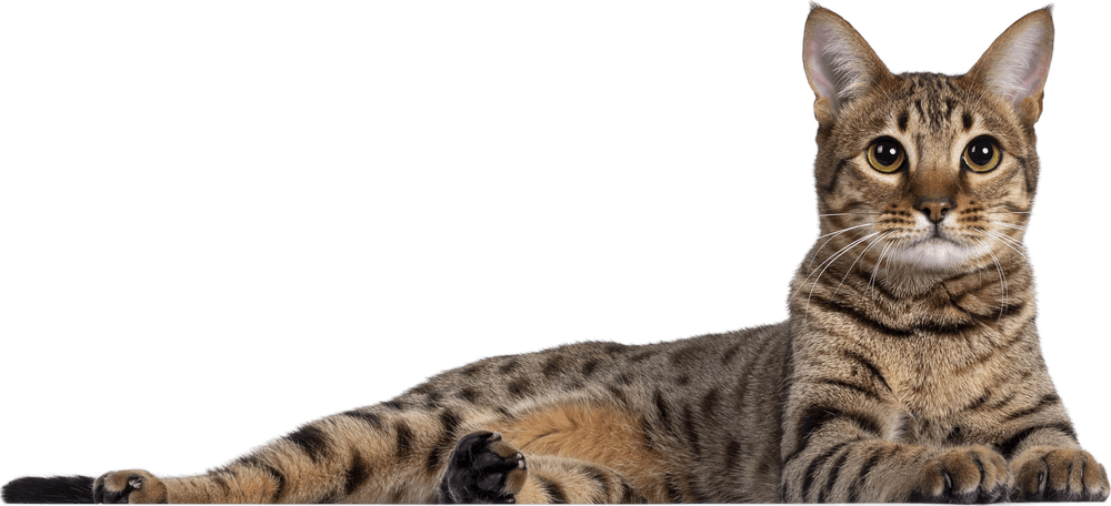 Gato de la red Petsy