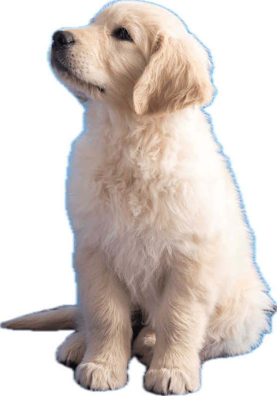 Cachorro golden