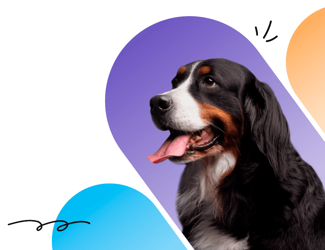 Boyero de Berna adulto